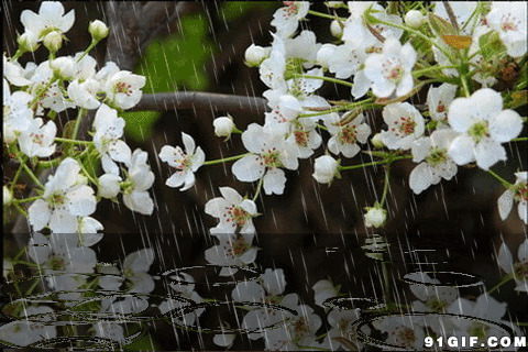 寒风冷雨小白花动态图:雨景