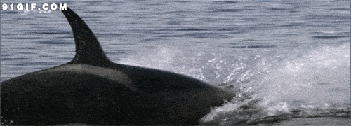 大鲸鱼出没海洋动态图:鲸鱼