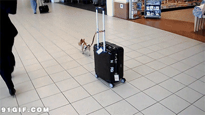小狗拖行李搞笑图片:狗狗