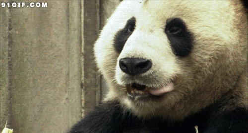 大熊猫啃竹子动态图:熊猫