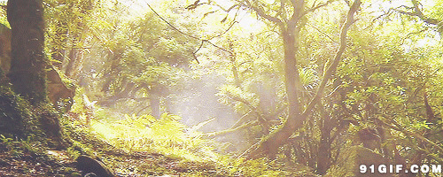 迷雾山林gif图片:山林