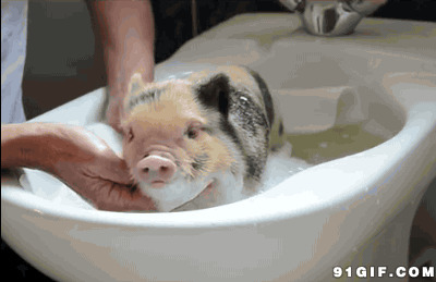 宠物猪洗澡动态图:小猪