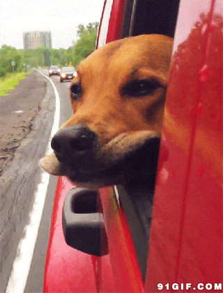 狗狗坐车去兜风gif图:狗狗