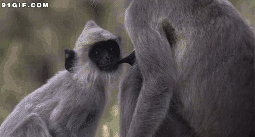 小猴子吃奶动态图:猴子