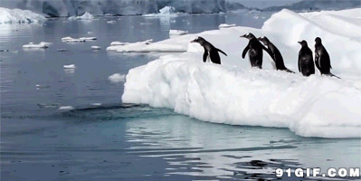 企鹅跳入冰河动态图:企鹅