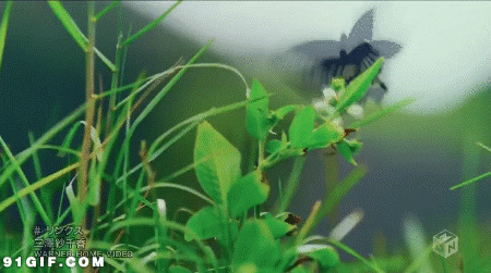 黑蝴蝶采花动态图:蝴蝶