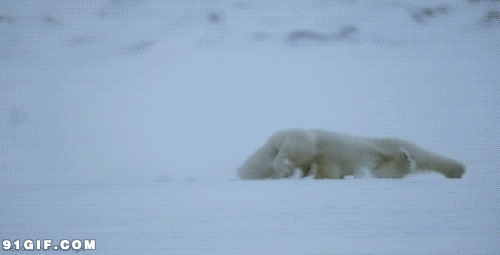 北极熊雪地翻跟头闪图