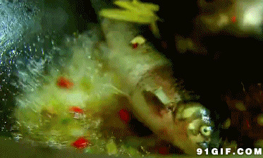 翻炒红烧鱼动态图片:烹饪