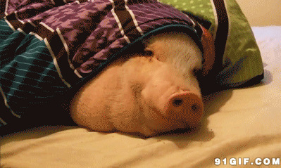 大白猪盖被睡觉动态图:猪头