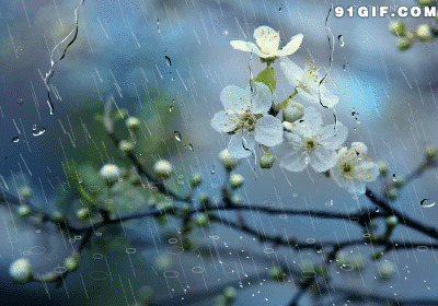 雨中小白花动态图片:雨景