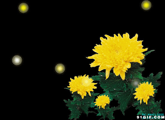 芬芳黄色菊花动态图