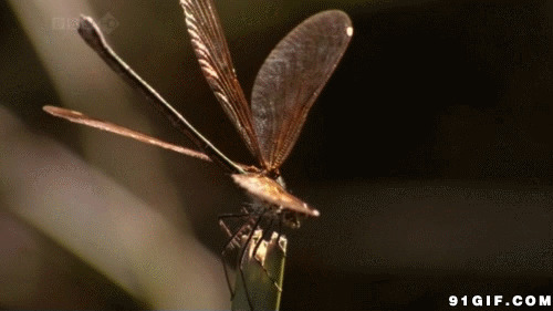 飞落的蜻蜓动态图片:蜻蜓