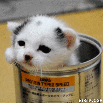 铁罐里的可爱小猫咪图片
