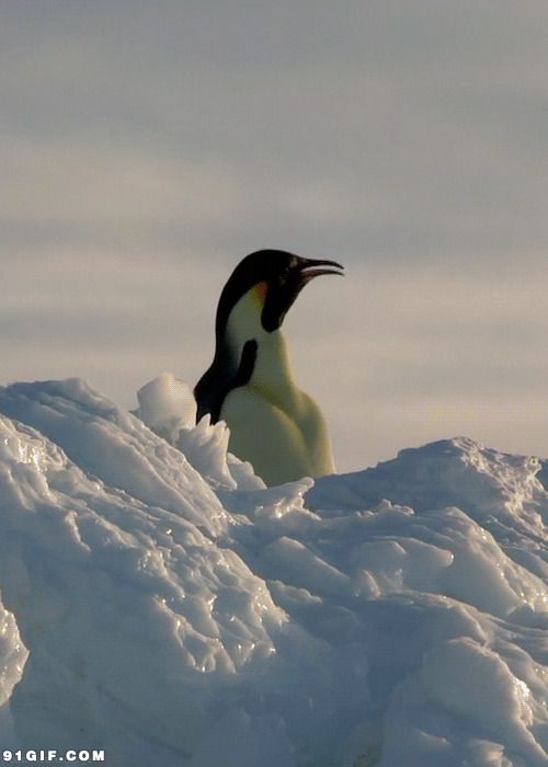 企鹅的叫声动态图:企鹅