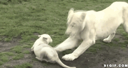 白狮子母子玩耍动态图