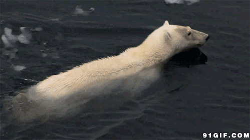 动物游泳过冰河闪图:游泳