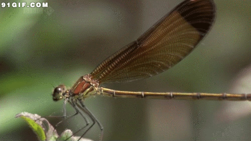 蜻蜓展翅动态图片