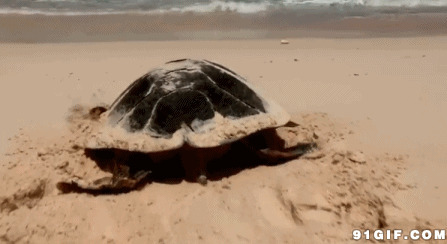 大海龟游向大海动态图:海龟