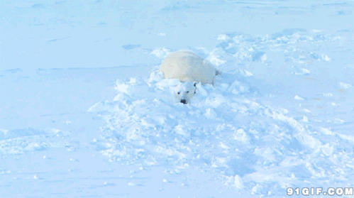 雪地北极熊gif图片:北极熊