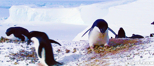 南极小企鹅gif图片:企鹅