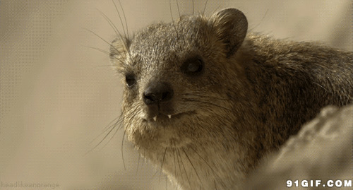 毛茸茸的小动物gif图:老鼠