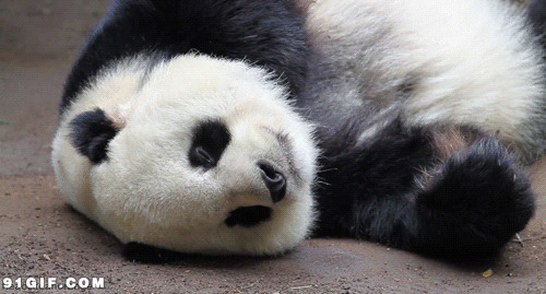 懒惰的大熊猫动态图片:熊猫