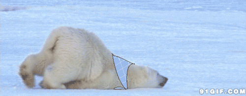 雪地超萌北极熊动态图:北极熊