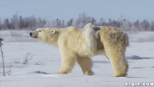 北极熊母子逛雪地闪图:北极熊