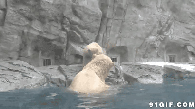 北极熊游泳动态图:北极熊