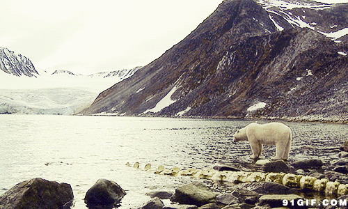 河边的北极熊动态图:北极熊