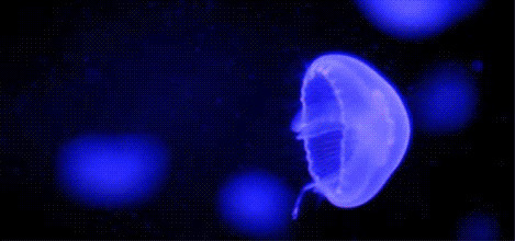 漂亮的海底水母gif图