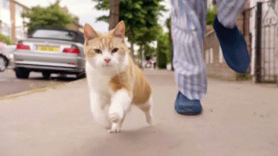 和猫猫跑酷真开心闪图:跑酷