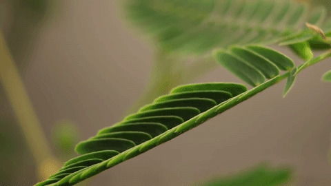 翠绿含羞草动态图:植物