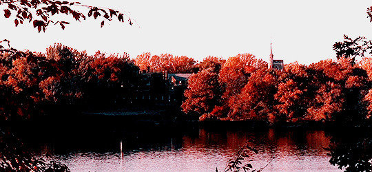 湖边红枫秋色唯美图片:枫叶