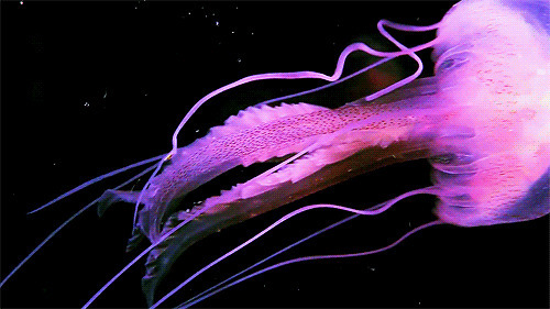 海底水母唯美gif图:水母