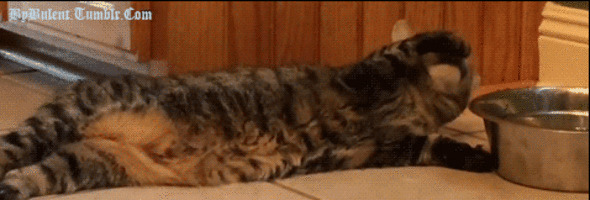 大懒猫喝水动态图:猫猫