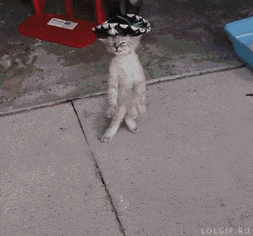 超萌猫咪跳舞搞笑图片