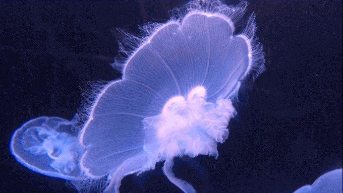 璀璨海底水母动态图:水母