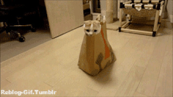 纸袋里躲猫猫动态图:猫猫