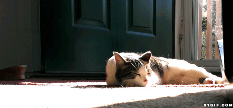 懒猫享受阳光动态图:猫猫