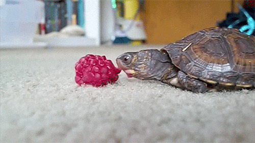 乌龟吃葡萄动态图:乌龟