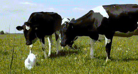 胆小的牧场奶牛gif图:奶牛