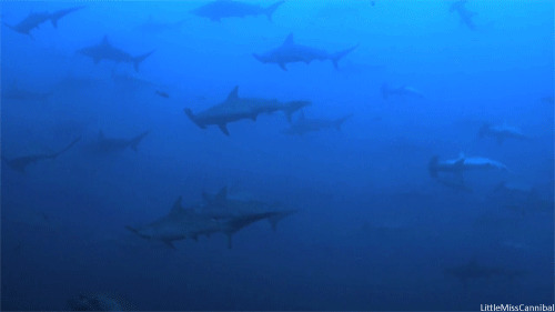深海鲨鱼群动态图:鲨鱼