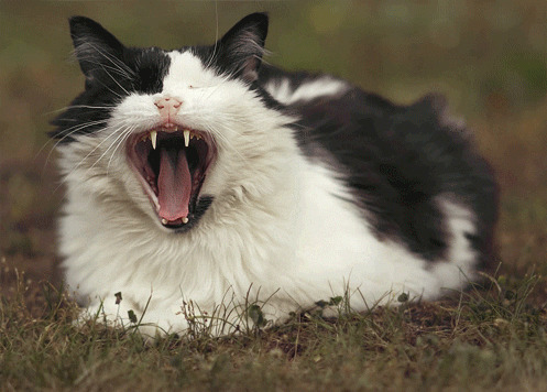 黑白花宠物猫动态图:猫猫
