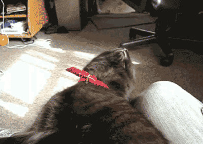 懒猫打瞌睡动态图
