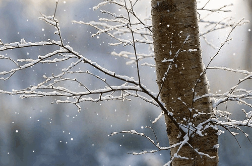 寒冬落雪满枝头动态图:落雪