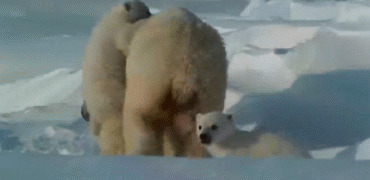 雪地北极熊动态图:北极熊
