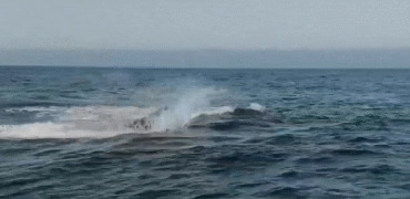 大海跳跃的鲸鱼gif图:鲸鱼