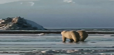 北极熊冰上玩耍闪图