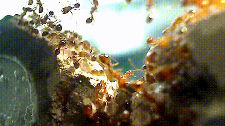 疯狂的蚂蚁群动态图:蚂蚁